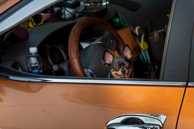 Car Travel with Pets: 10 Tips for Safety and Security